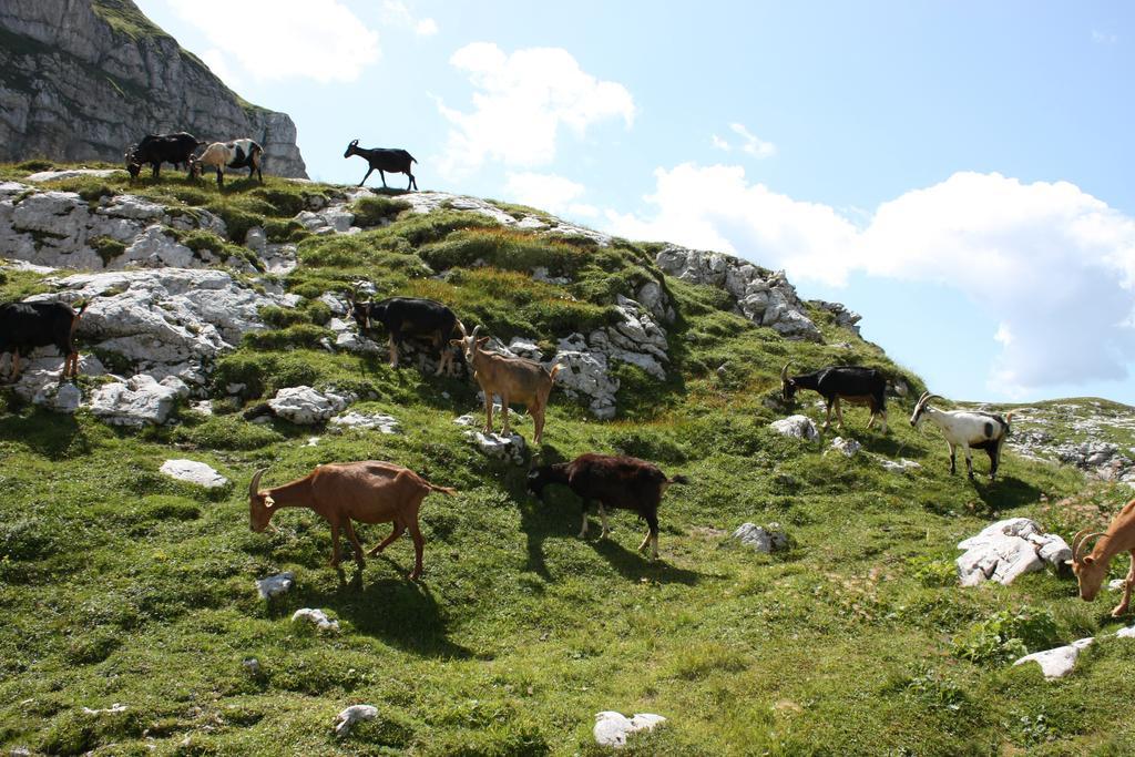 Hotel Alp Bovec Dış mekan fotoğraf